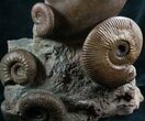 Beautiful Lytoceras Ammonite Sculpture - Tall #7987-2